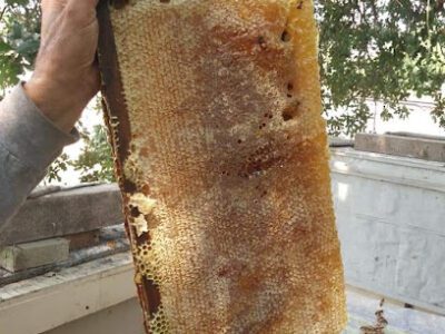 Beekeeping Innovations