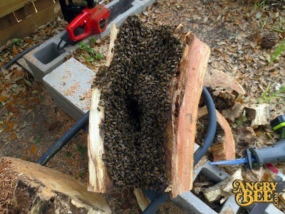 Angry Bee Removal - Master Beekeeper