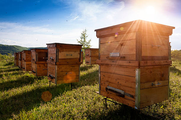 Tested Honey Farms