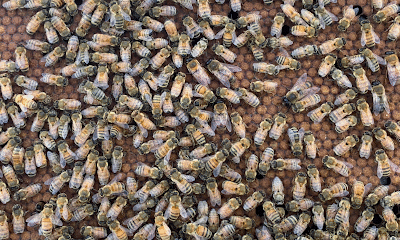 JC's Honey Bees