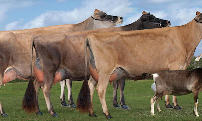 Camelot Cattle Company