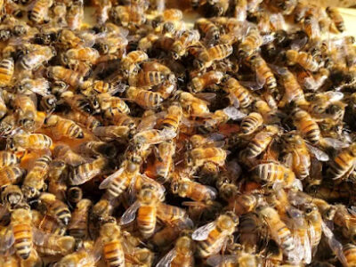 5 Acre Farms Honey Company