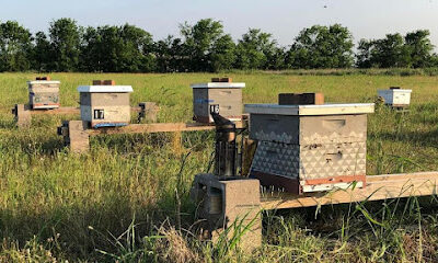Brazos River Honey