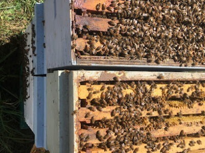 Tarboo Valley Bees Owner Calvin Lomsdalen