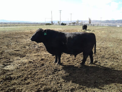 Star View Farm Ltd