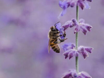 Barters Island Bees