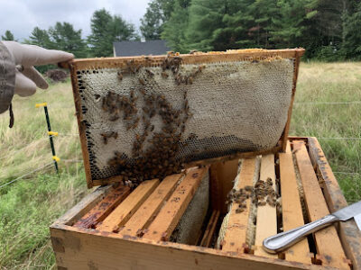 Honey Buckets - Honey - Bee removal