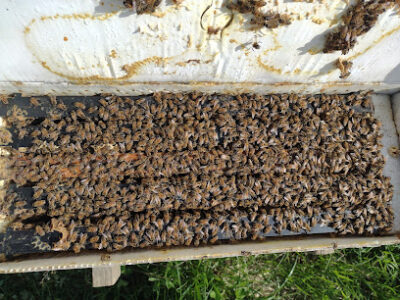 Silly Bee Apiaries