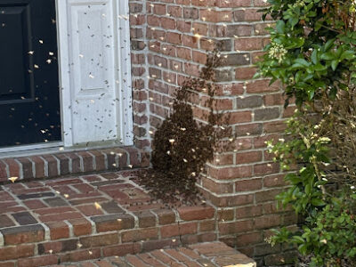 AA Live Bee Removal
