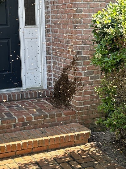 AA Live Bee Removal
