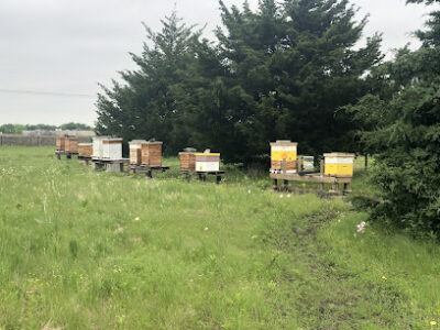 QQ Honey Ranch