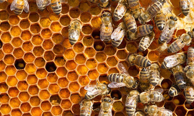 CHESTER HONEY FARMS, LLC