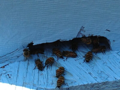 Crabapple Hollow Farms Honey