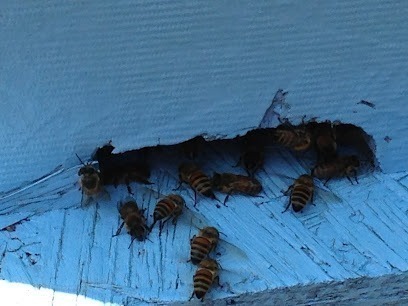 Crabapple Hollow Farms Honey