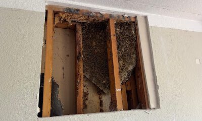 Jones Family Bee Removal