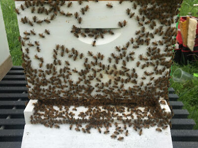 Sunshine Hives