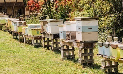 Queen's Orders Honey, LLC