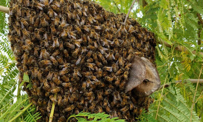 Budget Bee Services