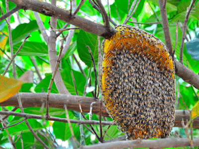 Johnson Bee Removal Services