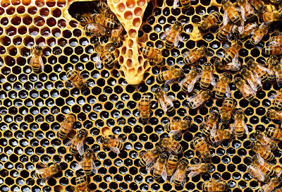 Friday Harbor Ranch Apiary & Studios
