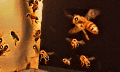 Raw Oregon Honey