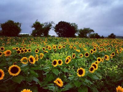 Sujecki Farms and Nurseries