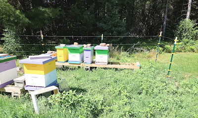 Blueberry Bee & Honey Co.