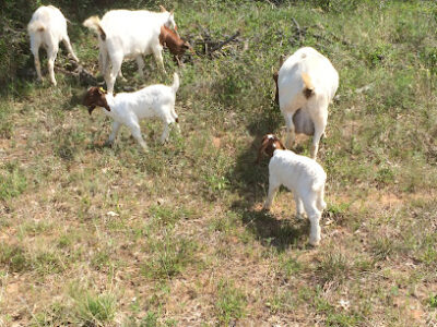 The Firewood Farm