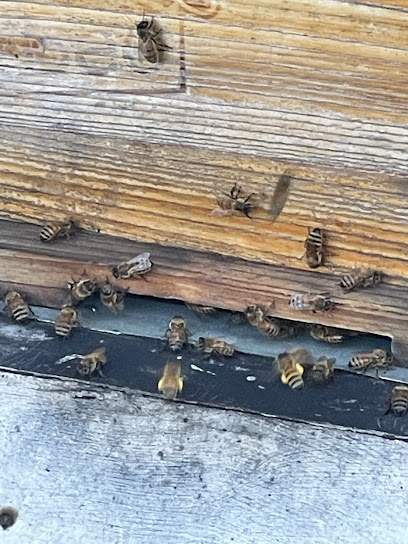 Miss Bee Haven