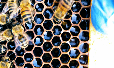 Heaven Sent Apiary