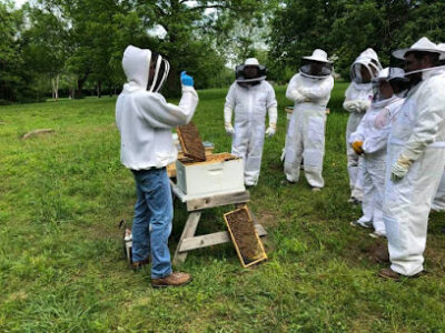 KC Bee Lady