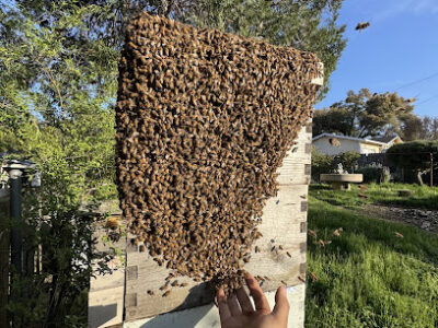 Endurance beekeeping