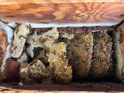 Stung and Sticky Beekeeper, LLC