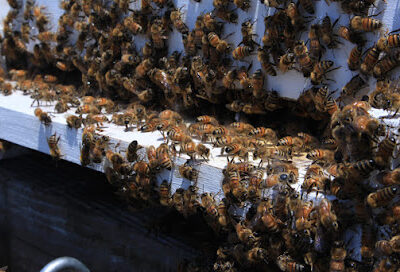 Van Duyn Bees