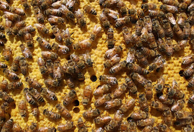 Garden Apiaries
