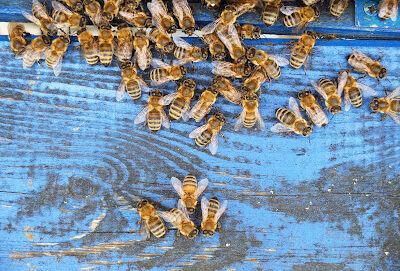 Little Giant Beekeepers & Bee Removal Specialists