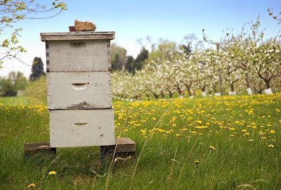 Eco Bee Supply