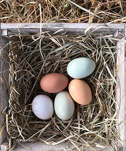 The Nest Box