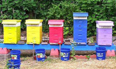 Romani's Apiary - Tony is 'Honey-Buns' Your Local Beekeeper