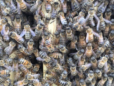 Tender Hearts Honey Bees