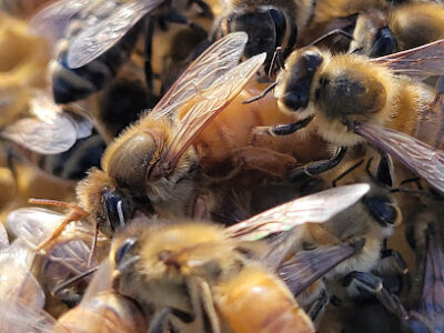 Cisneros and Sons Honey Bees
