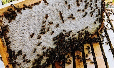 Spicy Fly Honey Bees