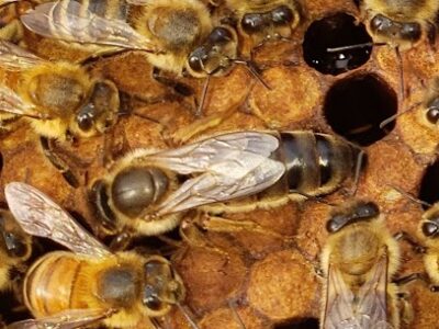 Thorn Girls Honey