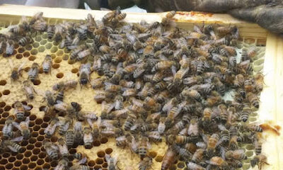 Honey River LLC