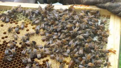 Honey River LLC