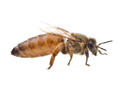 Northwoods Apiaries