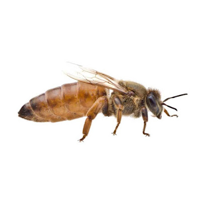 Northwoods Apiaries