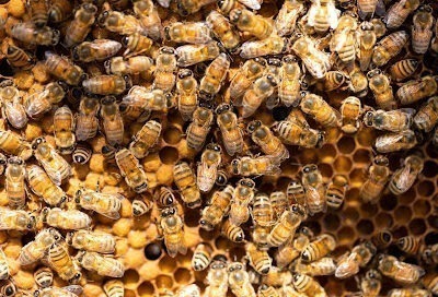 Riviera Bee Co.