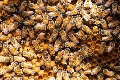 Riviera Bee Co.