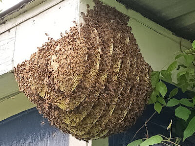 Bee Sting Farm, Bee Removal and Rescue
